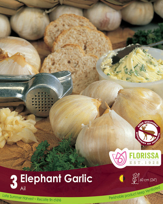 Garlic - Elephant, 3 Cloves (Fall Planting)