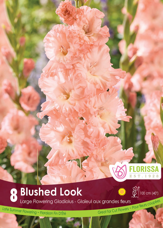 Gladiolus - Blushed look, 8 Pack