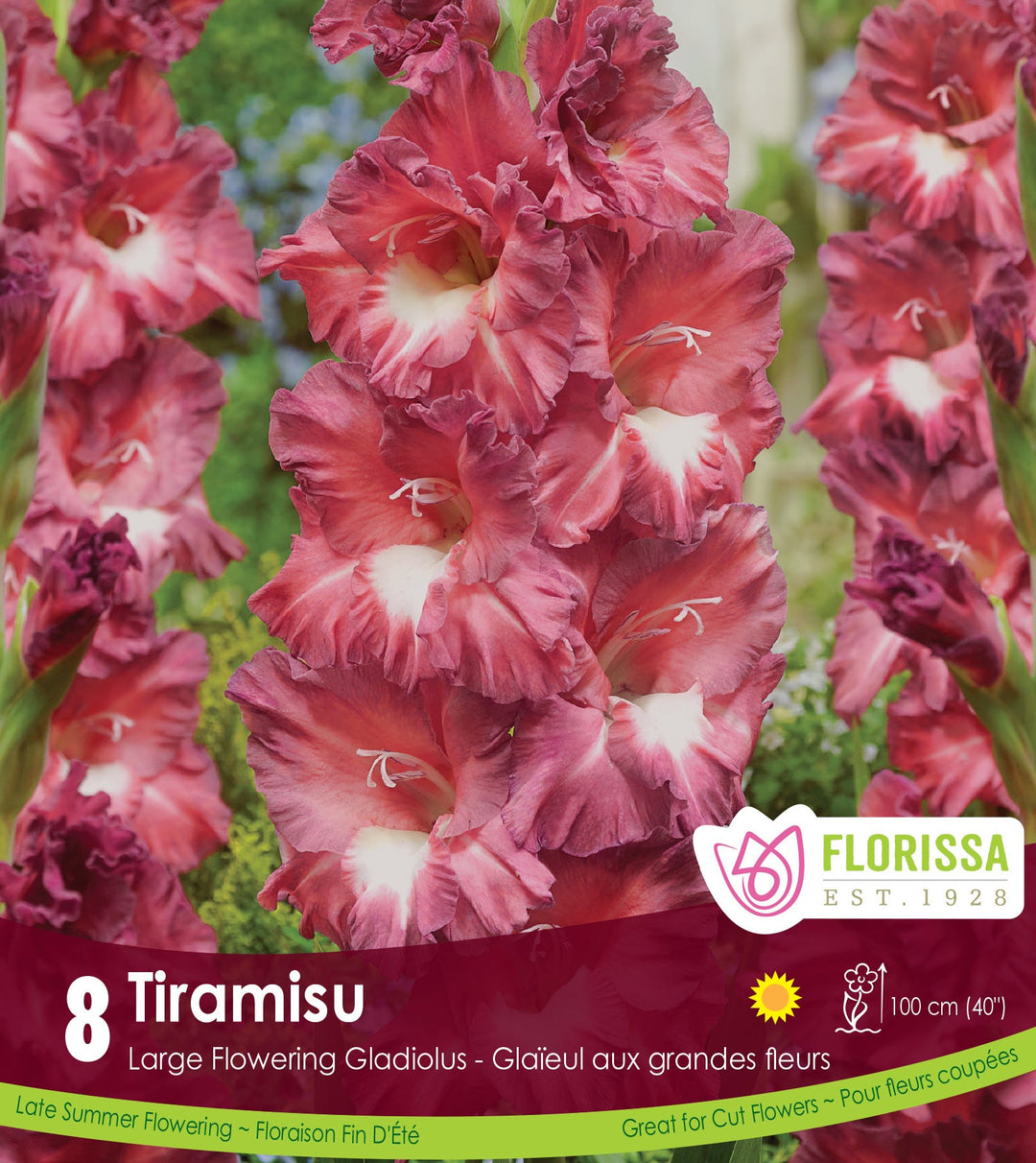 Gladiolus - Tiramisu