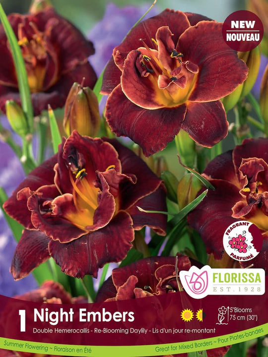 Hemerocallis - Night Embers