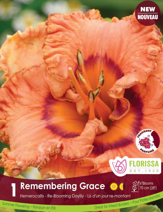 Hemerocallis - Remembering Grace