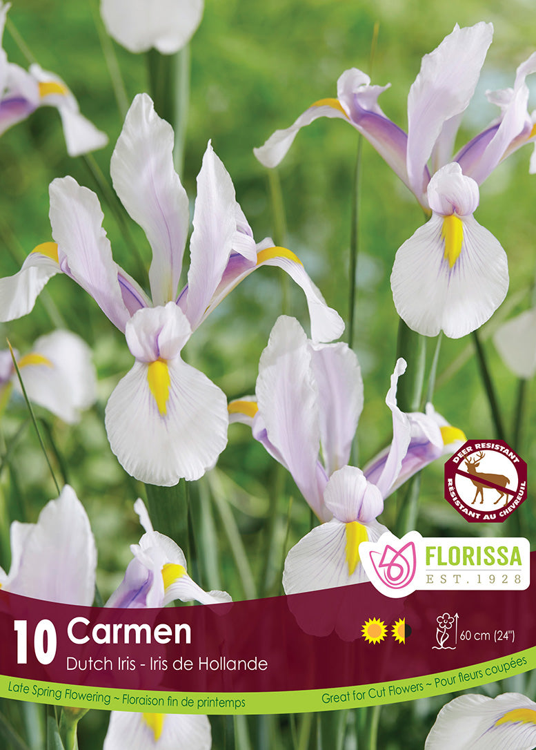 Iris - Carmen, 10 Pack
