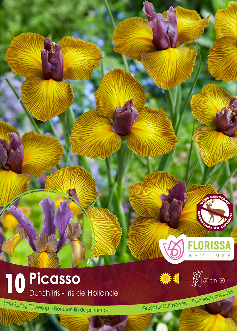 Iris - Picasso, 10 Pack