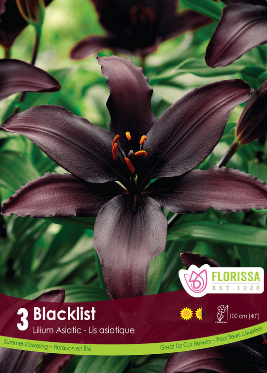 Lily, Asiatic - Blacklist, 3 Pack