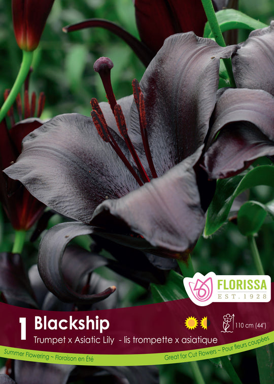 Lily, Novelty - Blackship