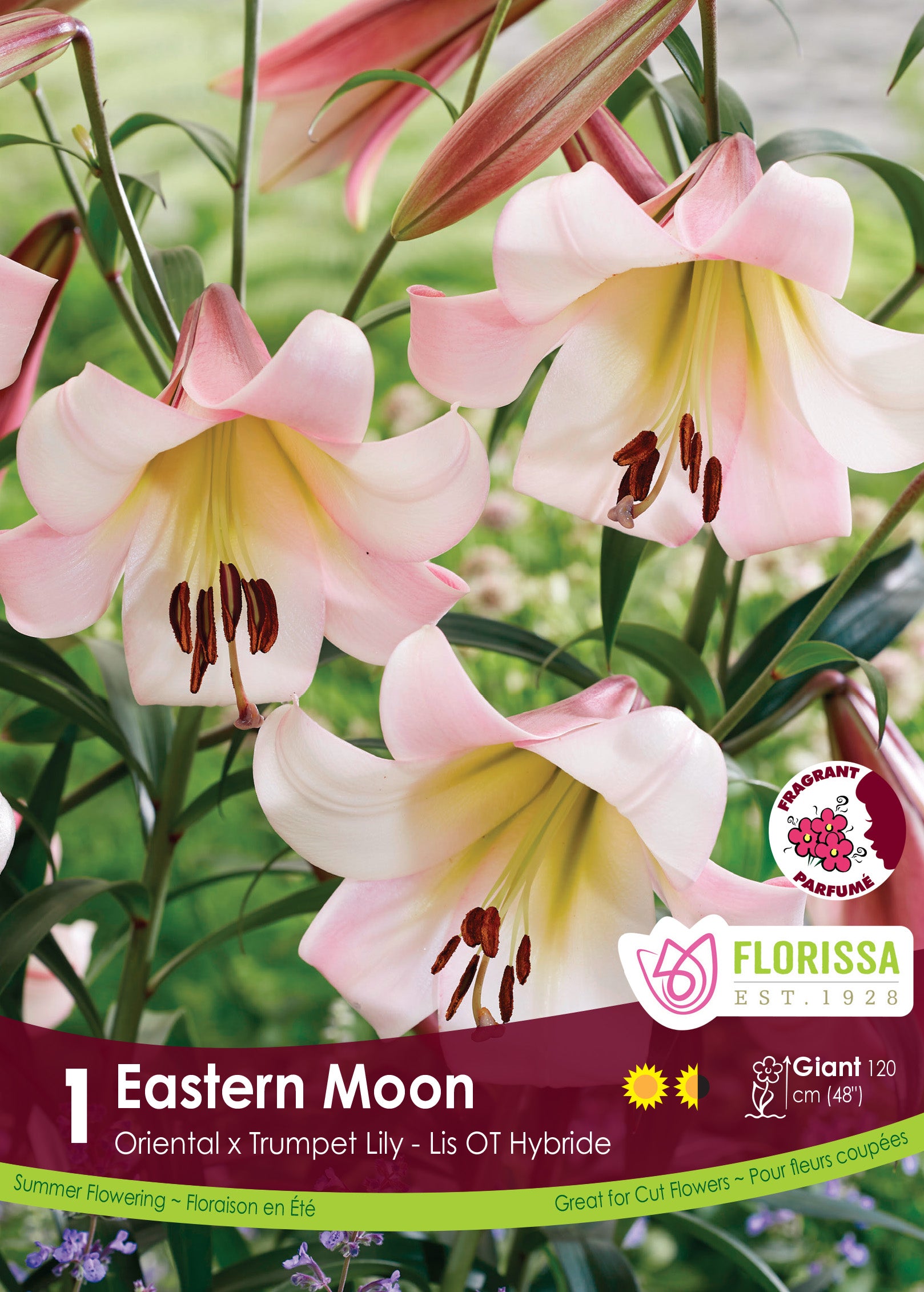 Hybrid Lilies – Wildwood Outdoor Living