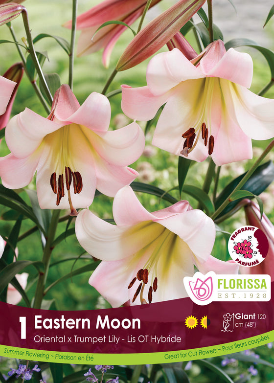 Lily, Oriental x Trumpet - Eastern Moon