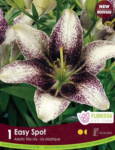 Lily, Asiatic Kiss - Easy Spot