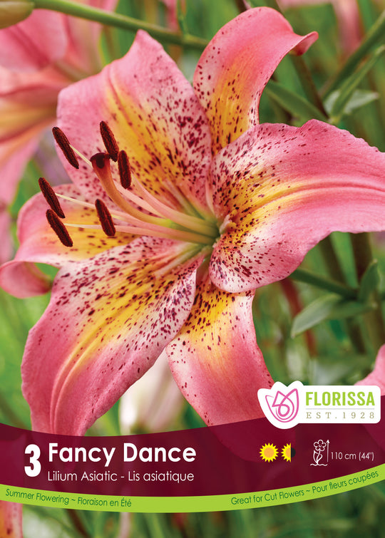 Lily, Asiatic - Fancy Dance, 3 Pack