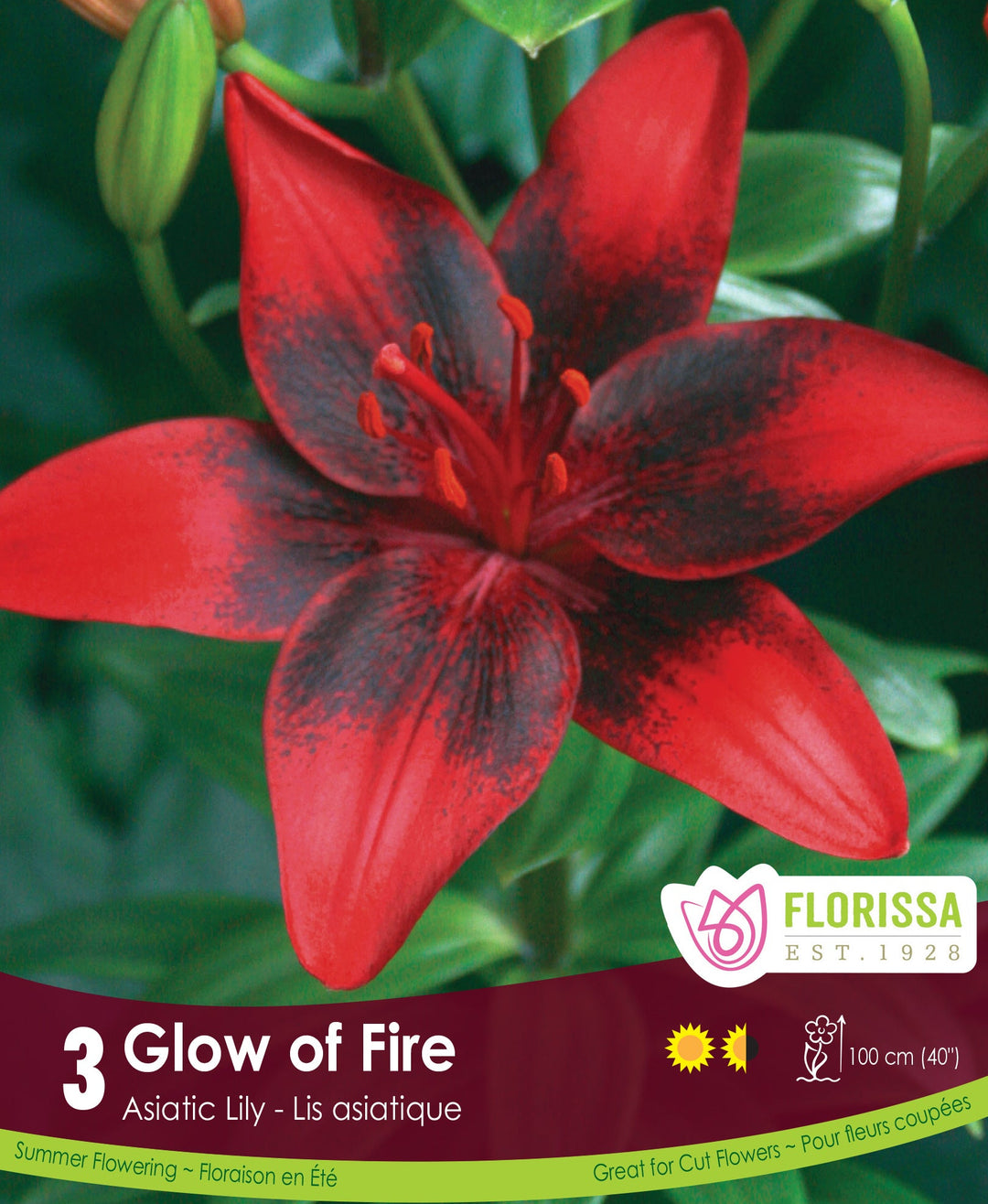 Lily, Asiatic - Glow of Fire