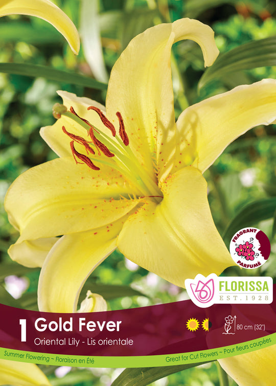 Lily, Oriental - Gold Fever