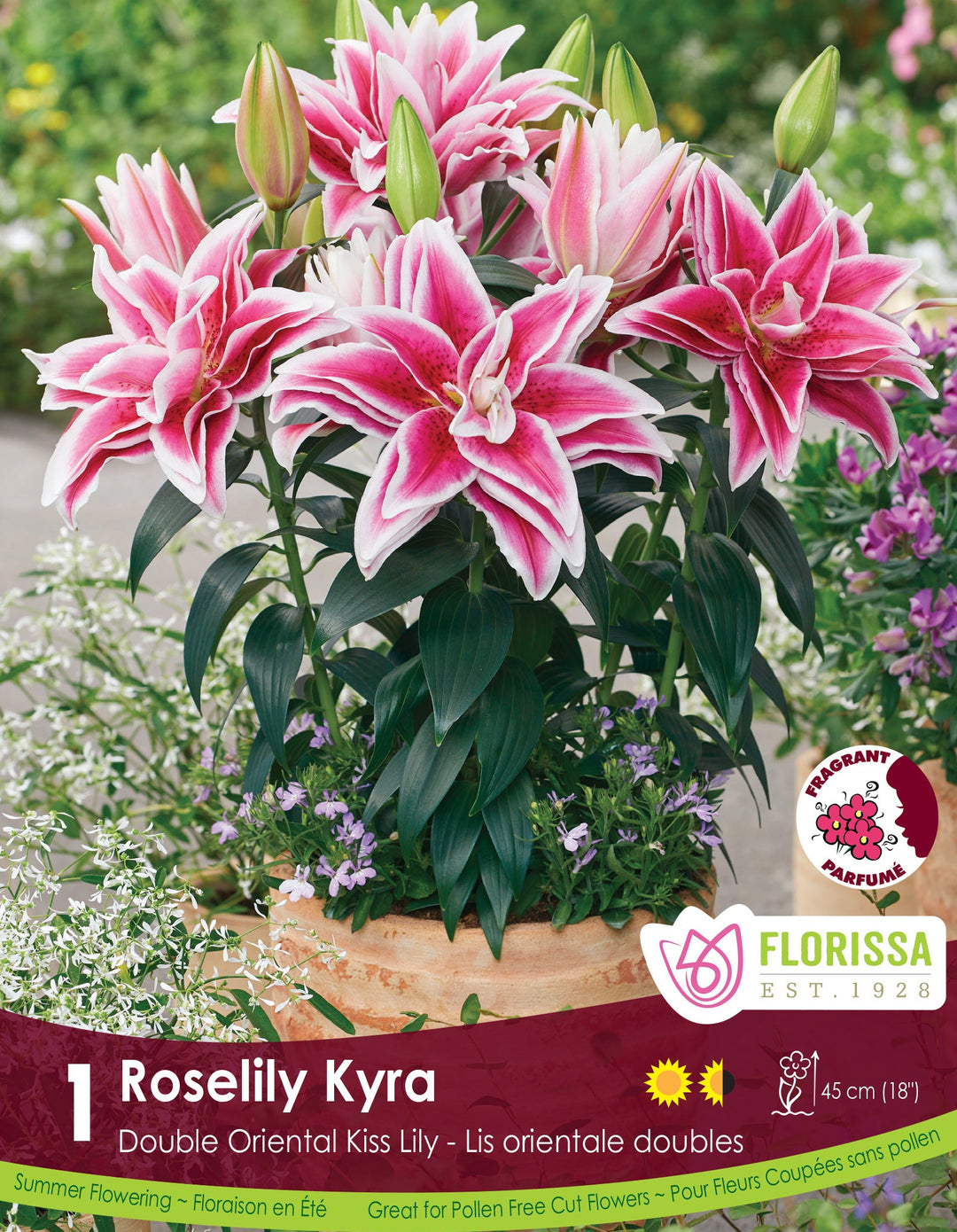 Lily, Double Oriental Kiss - Roselily Kyra
