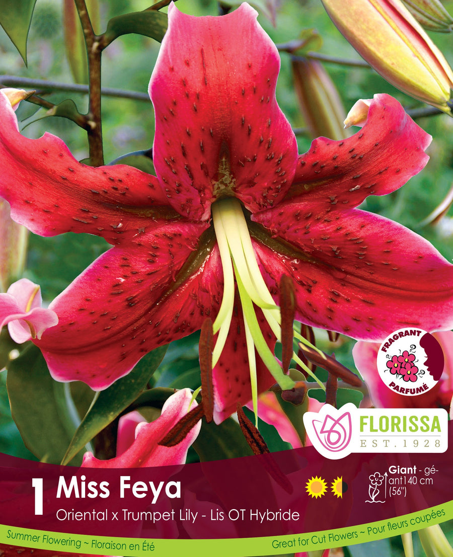 Lily, Oriental x Trumpet - Miss Feya