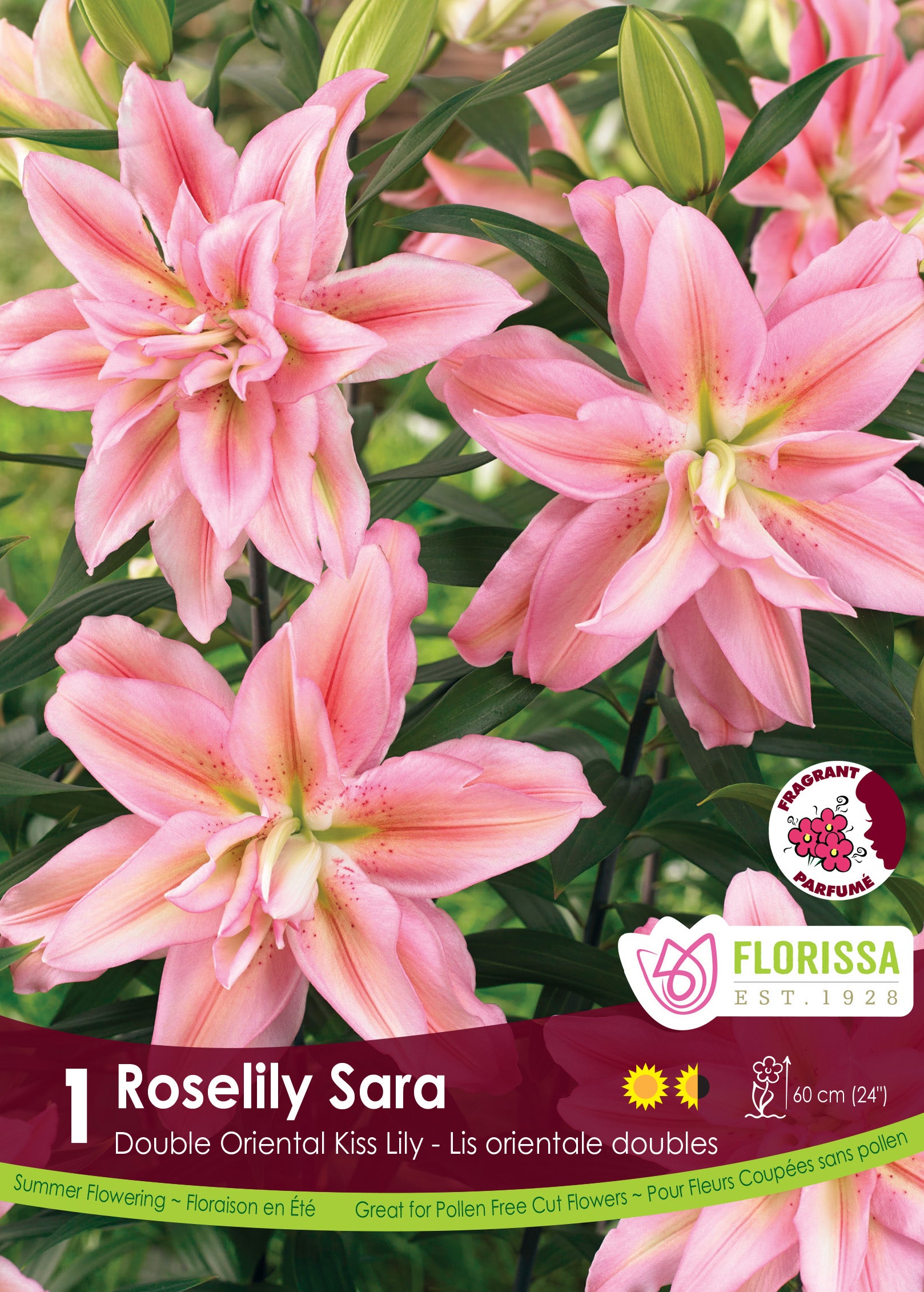 Pollen-Free Lilies – Wildwood Outdoor Living