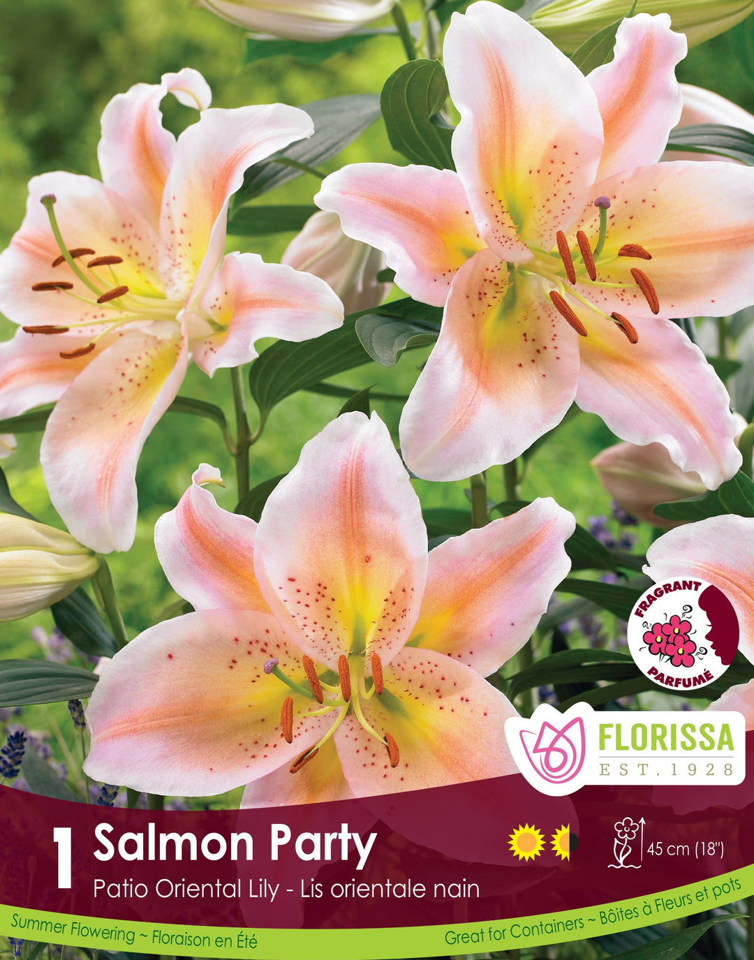 Lily, Patio Oriental - Salmon Party