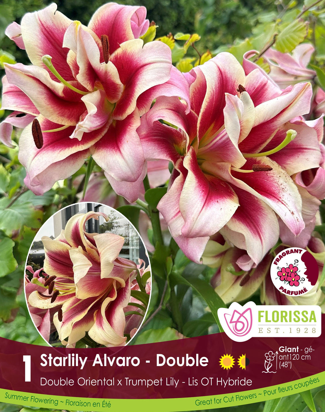Lily, Double Oriental x Trumpet - Starlily Alvaro