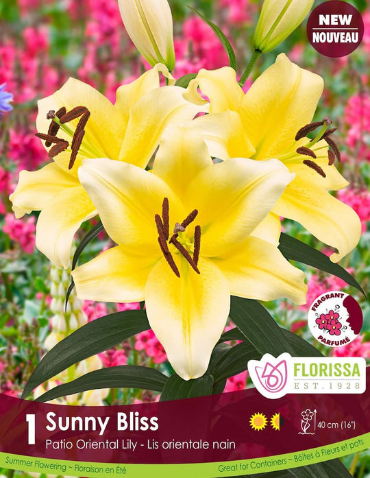 Lily, Patio Oriental - Sunny Bliss