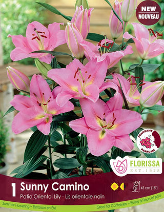 Lily, Patio Oriental - Sunny Camino