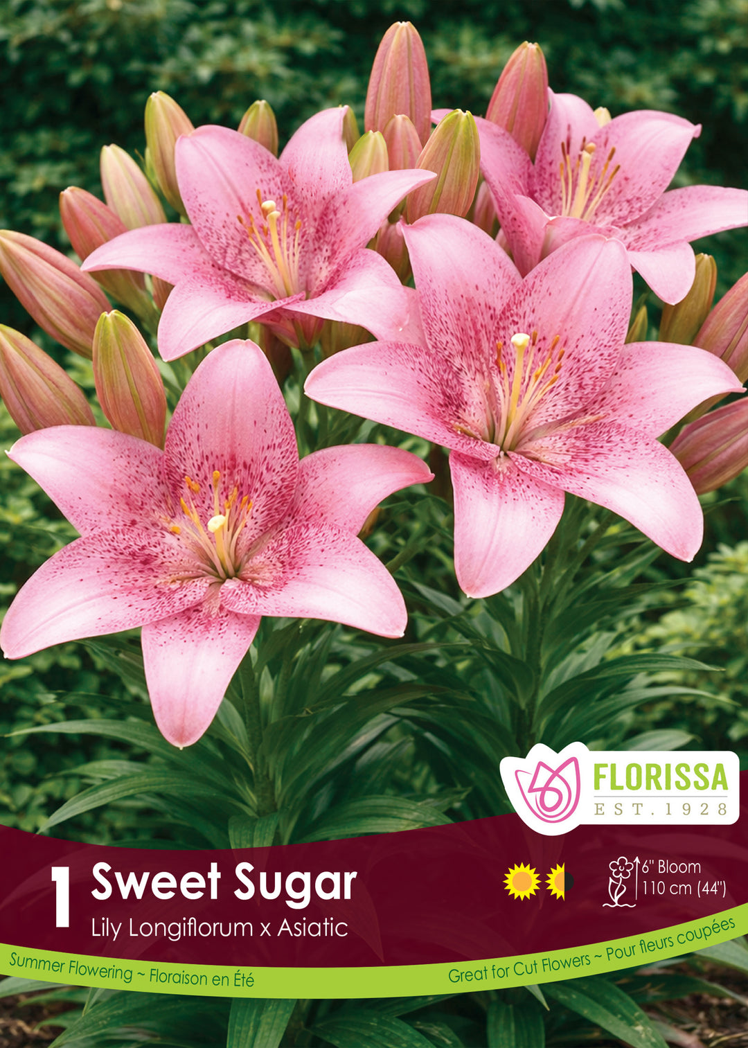 Lily, Novelty - Sweet Sugar