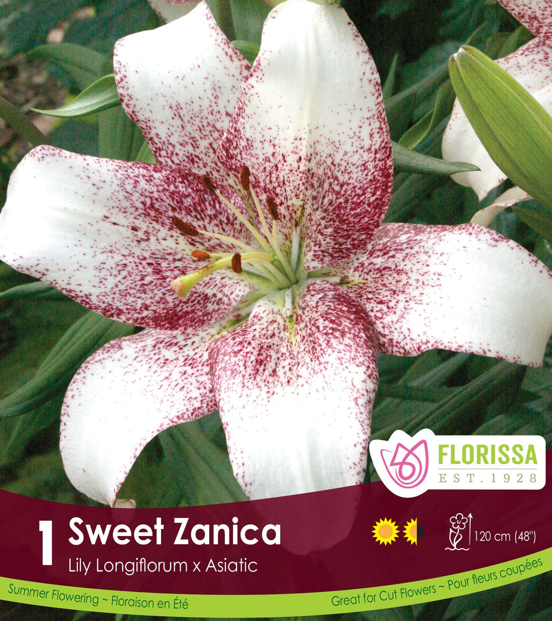 Lily, Longiflorum x Aziatic - Sweet Zanica