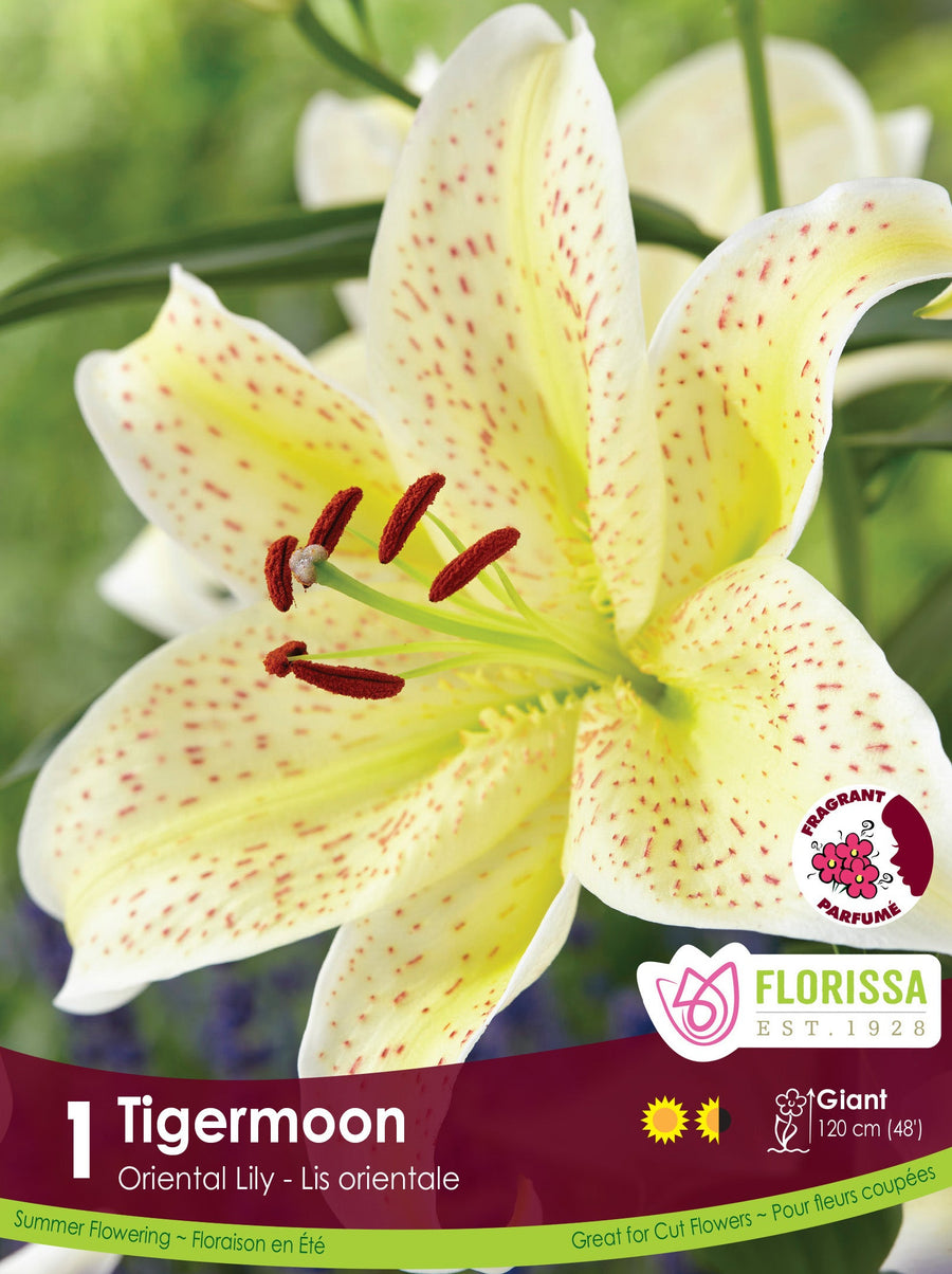 Lily, Oriental - Tiger Moon