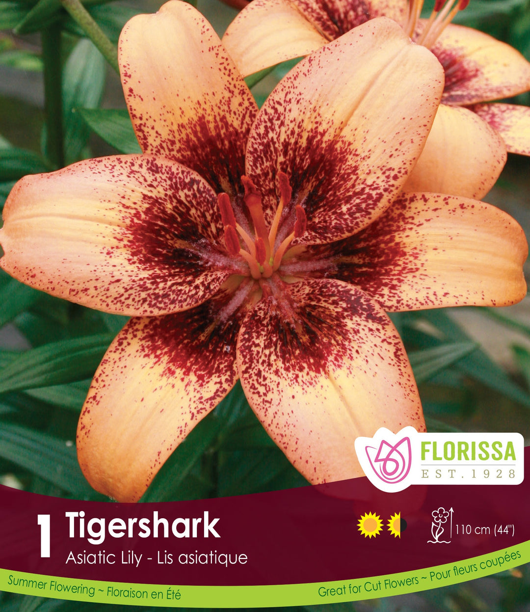 Lily, Asiatic - Tigershark