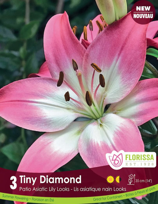 Lily, Patio Asiatic - Tiny Diamond, 3 Pack