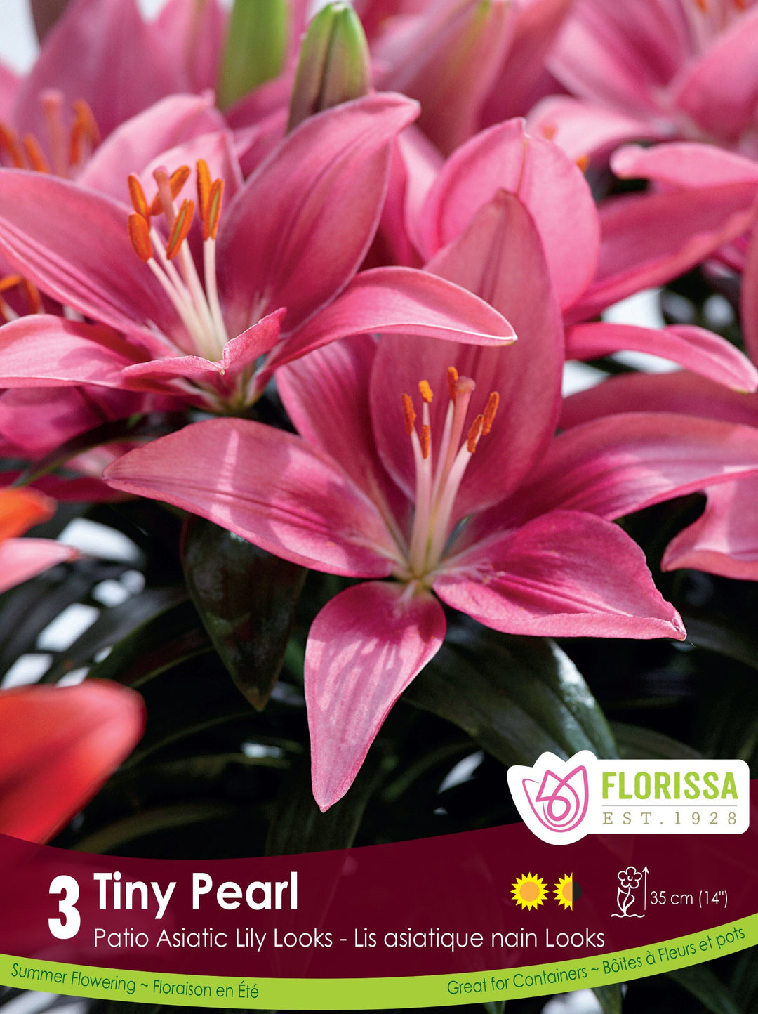 Lily, Patio Asiatic - Tiny Pearl
