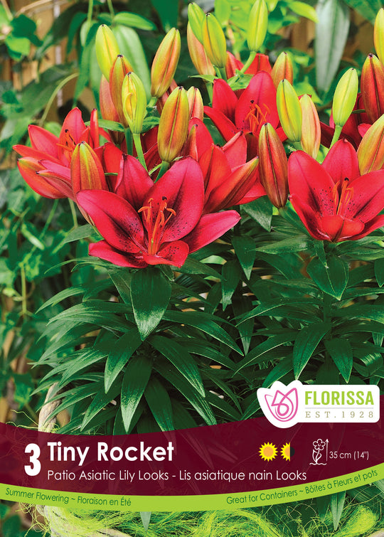 Lily, Patio Asiatic - Tiny Rocket, 3 Pack