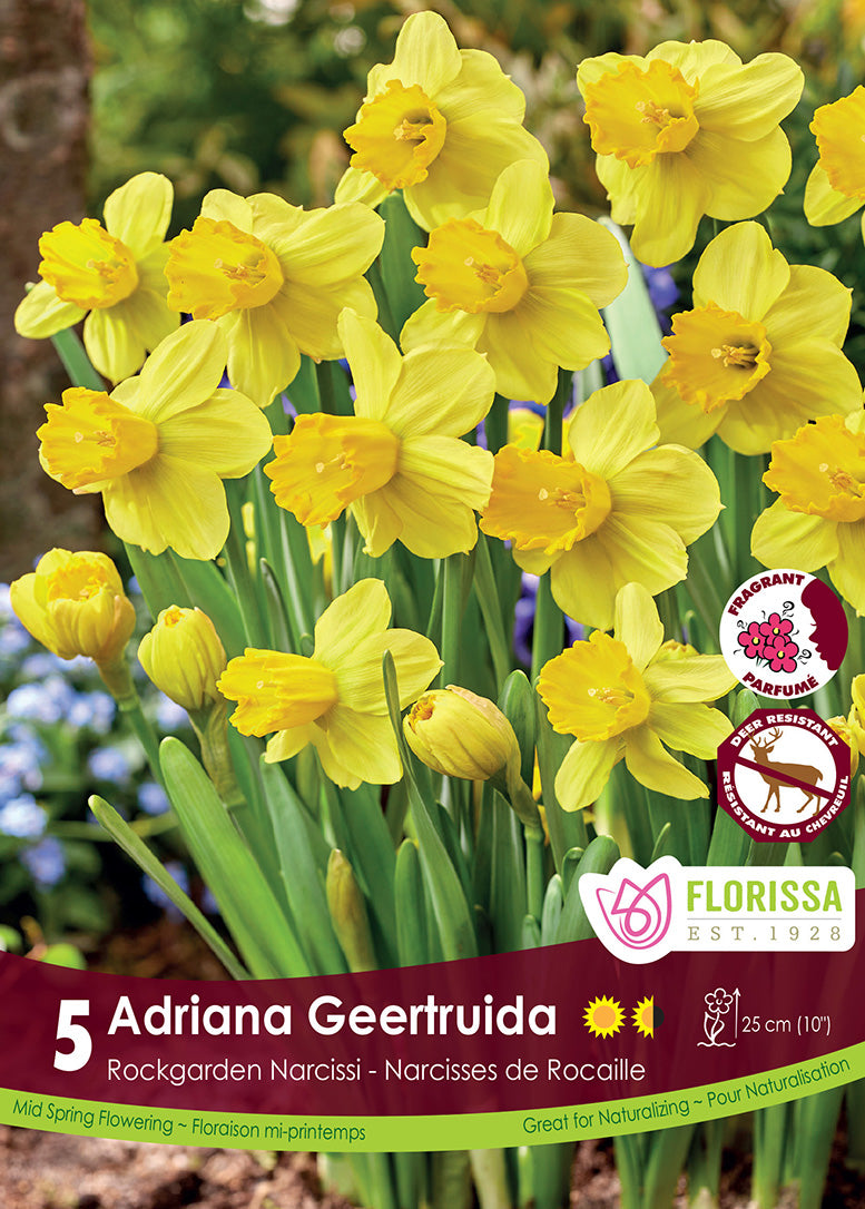Narcissus - Adriana Geertuida, 5 Pack