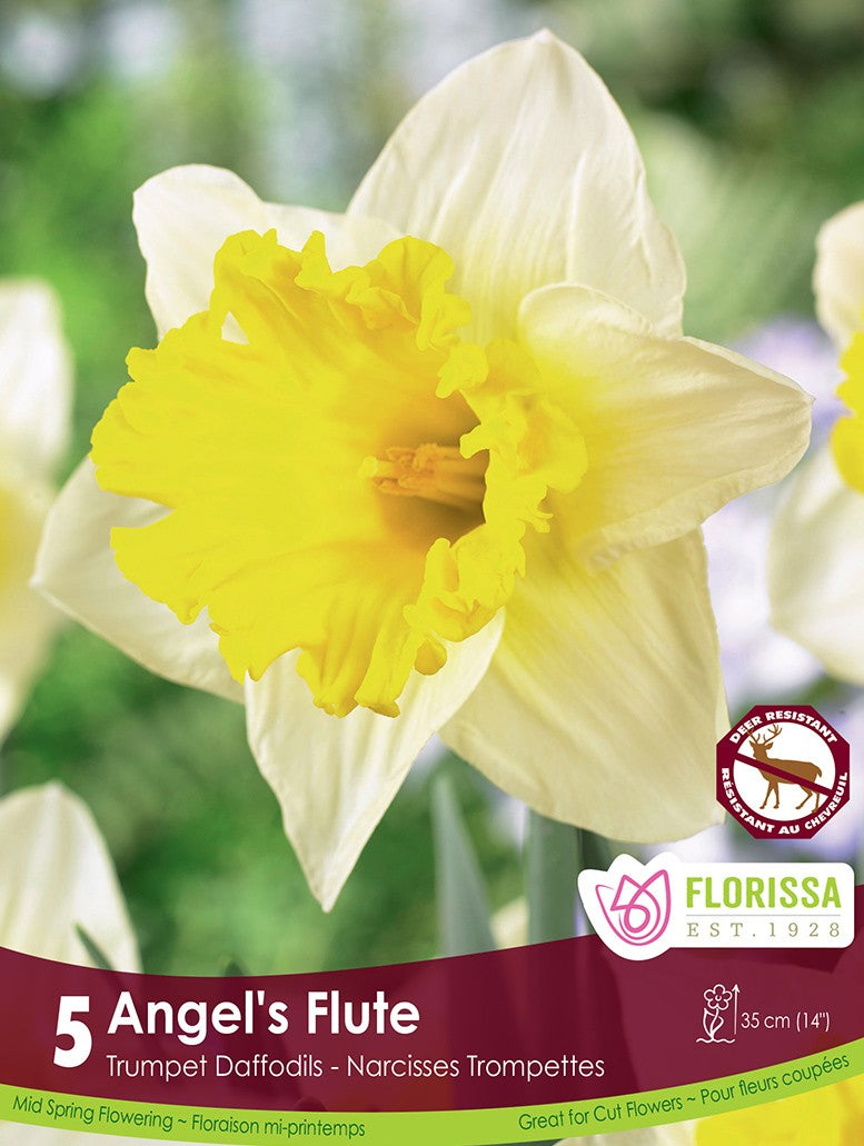 Yellow Trumpet Daffodils Narcissus Angels Flute