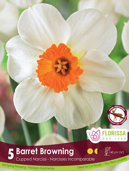 Narcissus - Barrett Browning, 5 Pack