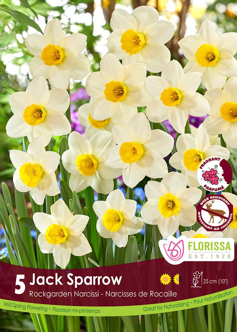 Narcissus - Jack Sparrow, 5 Pack