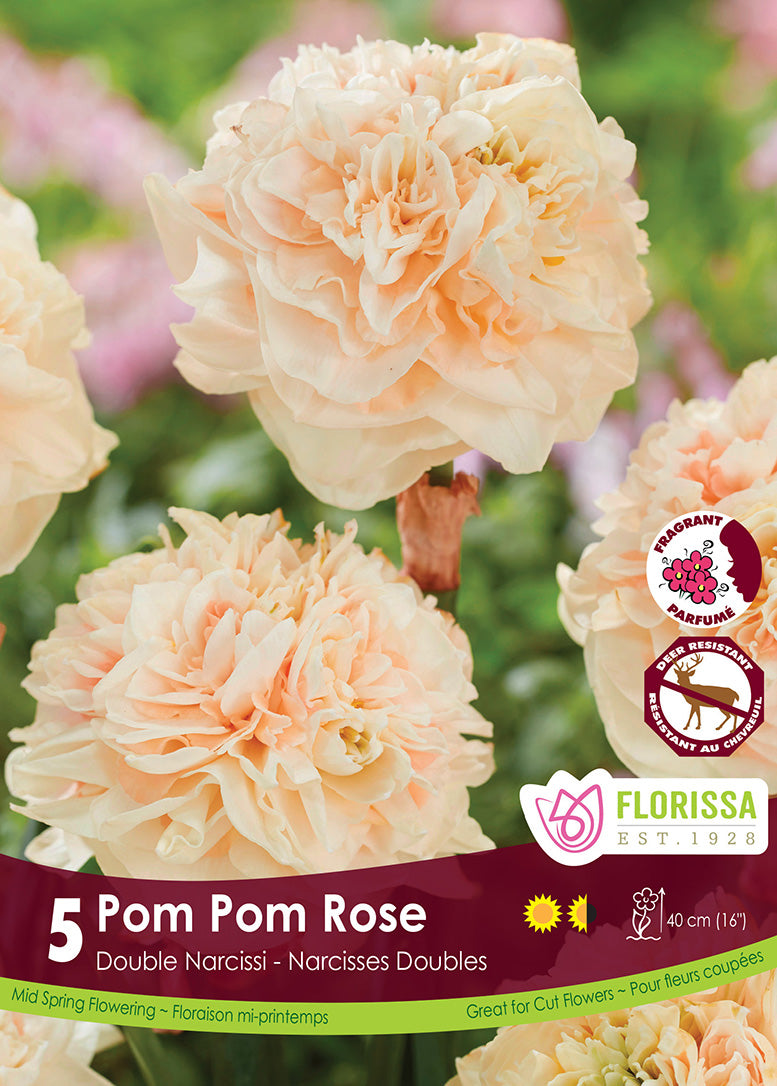 Narcissus - Pom Pom Rose, 5 Pack