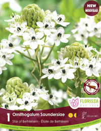 Ornithogalum saundersiae, 1 Pack