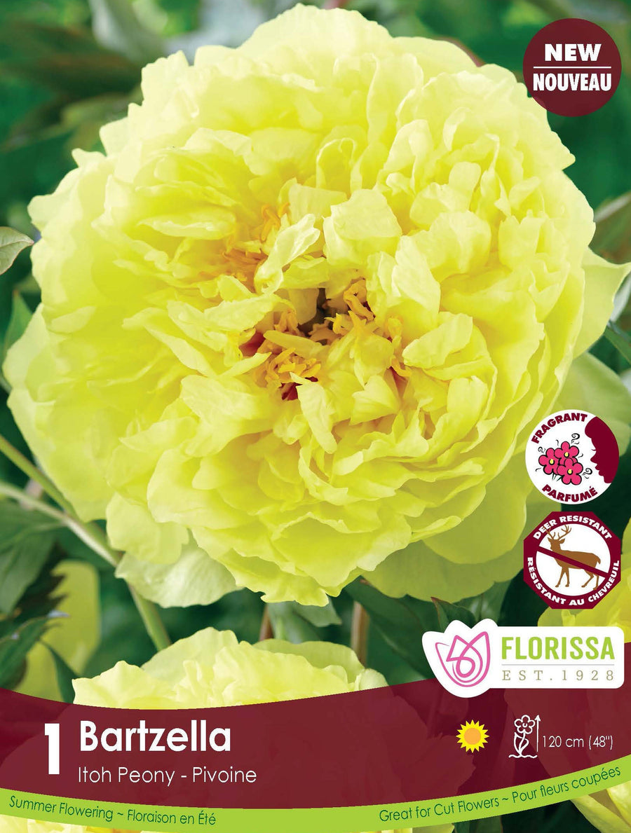 Peony Itoh - Bartzella