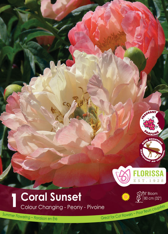 Peony - Coral Sunset, 1 Pack