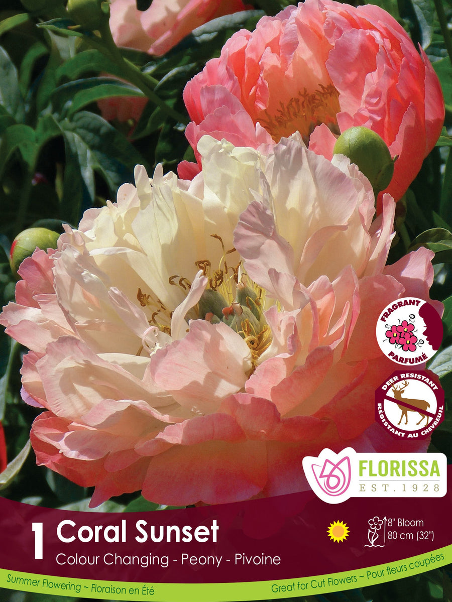 Peony - Coral Sunset, 1 Pack