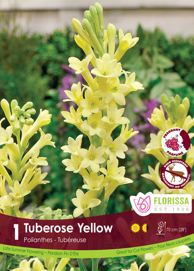Tuberosa - Yellow