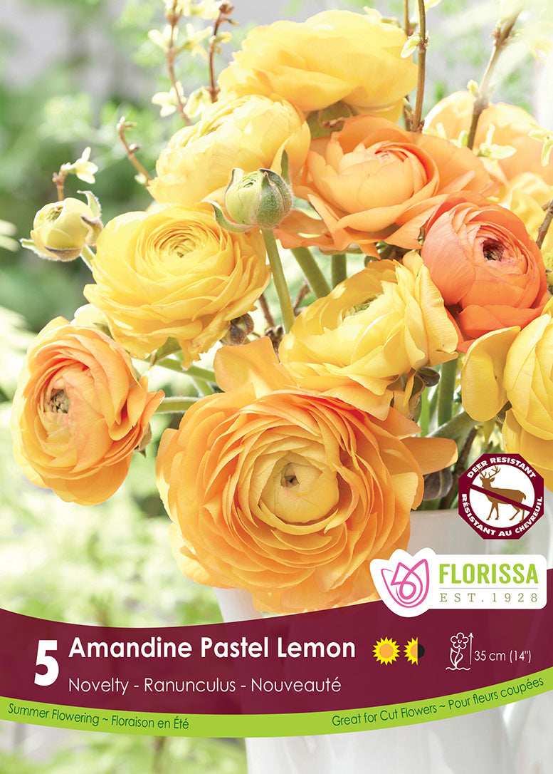 Ranunculus - Amandine Pastel Lemon, 5 Pack