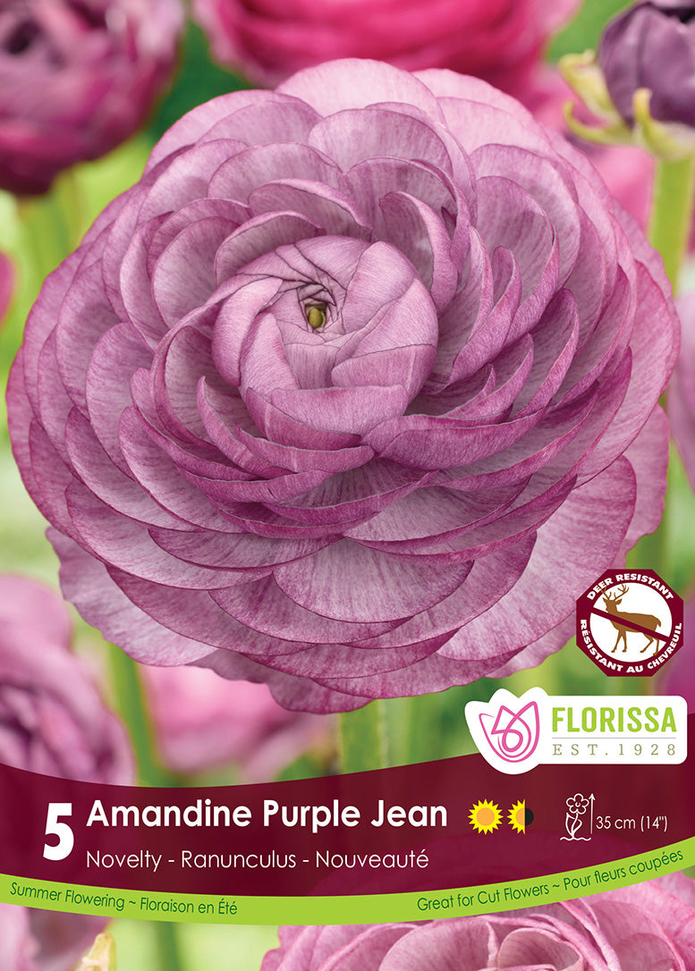 Ranunculus - Amandine Purple Jean, 5 Pack