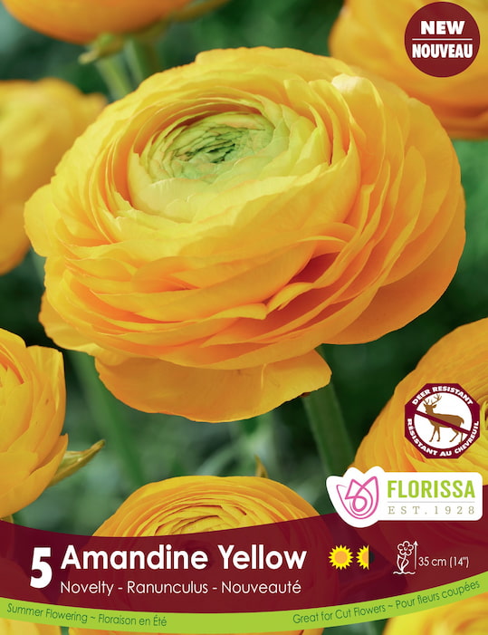 Ranunculus Amandine Yellow, 5 Pack