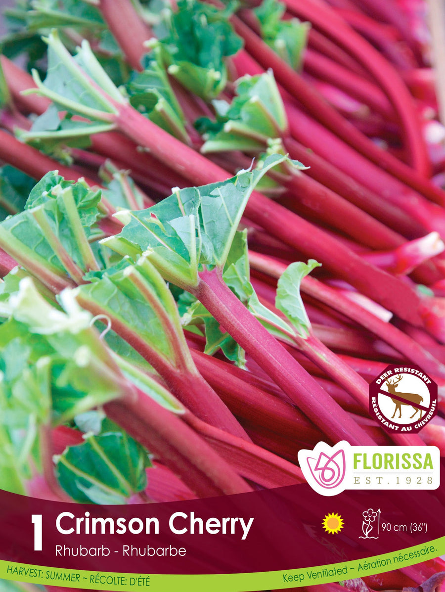 Rhubarb - Crimson Cherry