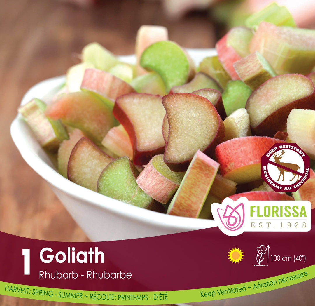 Rhubarb - Goliath