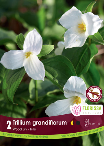 Trillium - Grandiflorum, 2 Pack