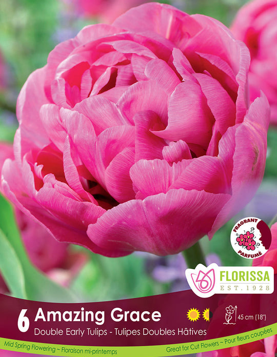 Tulip - Amazing Grace, 6 Pack