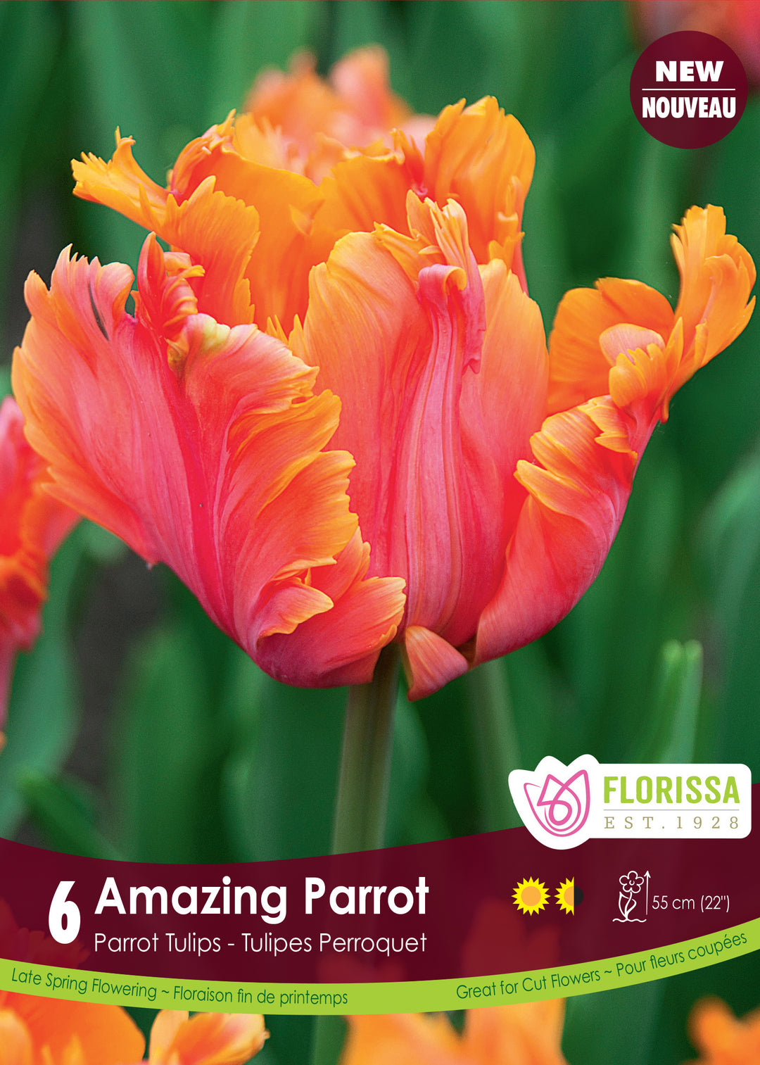 Tulip - Amazing Parrot, 6 Pack