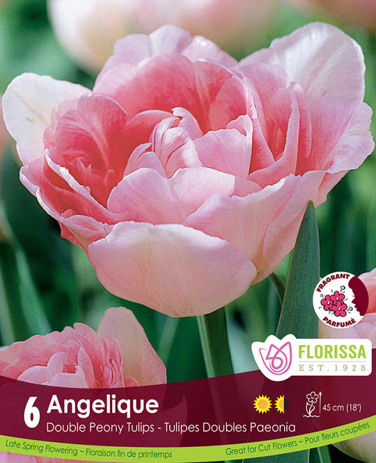 Tulip - Angelique, 6 Pack