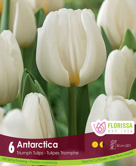 Tulip - Antarctica, 6 Pack