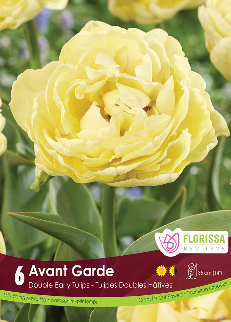 Tulip - Avant Garde, 6 Pack
